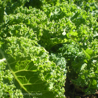Halbhoher Gruner Krauser Kale